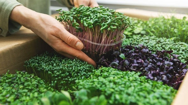 A Beginner's Guide to Growing Microgreens: Tiny Plants, Big Flavours - GrowPro Hydroponics Ltd