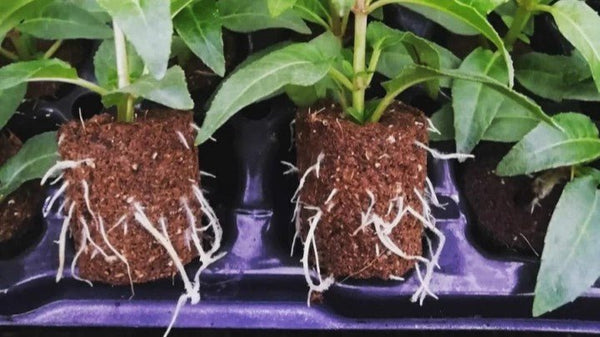 A Beginner's Guide to Taking Plant Cuttings - GrowPro Hydroponics Ltd