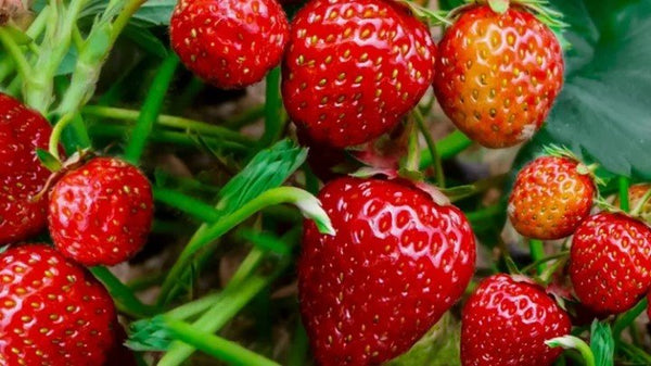 Sweet Success: A Guide to Growing Strawberries Indoors - GrowPro Hydroponics Ltd