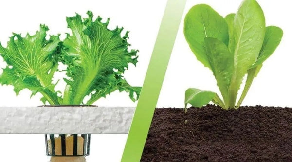 The Pros and Cons of Growing in Hydroponics and Soil/Coco - Which is Right for You? - GrowPro Hydroponics Ltd