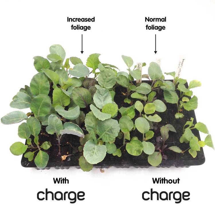 Ecothrive Charge - GrowPro Hydroponics Ltd